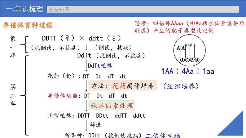 新高考生物一轮复习考点课件第32讲 生物变异在育种上的应用（含解析）05