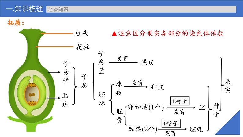 新高考生物一轮复习考点课件第32讲 生物变异在育种上的应用（含解析）07