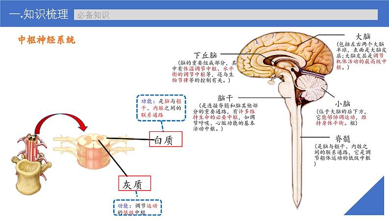 新高考生物一轮复习考点课件第35讲 神经调节的结构基础及基本方式（含解析）第7页