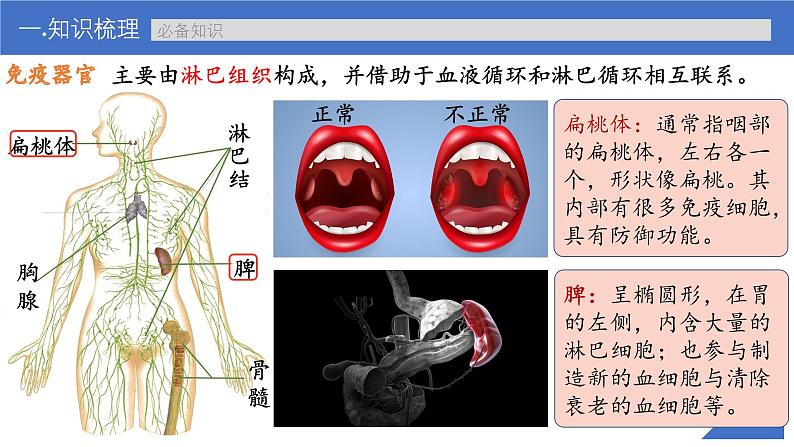 新高考生物一轮复习考点课件第39讲 免疫调节（含解析）第8页