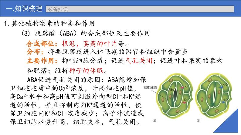 新高考生物一轮复习考点课件第42讲 其他植物激素植物生长调节剂的应用及环境因素参与调节植物的生命活动（含解析）08