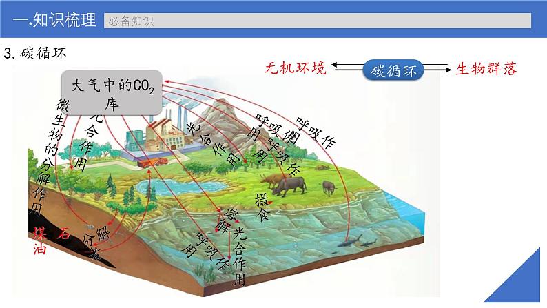 新高考生物一轮复习考点课件第49讲 生态系统的物质循环和生态系统的信息传递（含解析）第7页