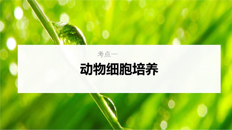 新高考生物一轮复习考点课件第55讲 动物细胞工程（含解析）第5页