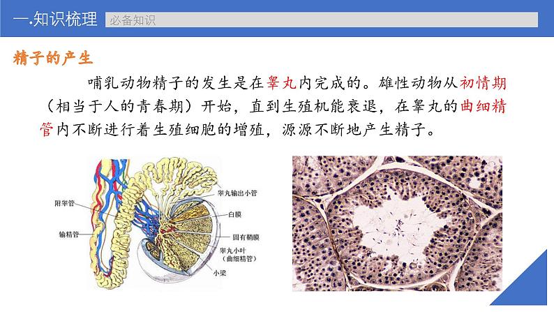 新高考生物一轮复习考点课件第56讲 胚胎工程（含解析）第7页