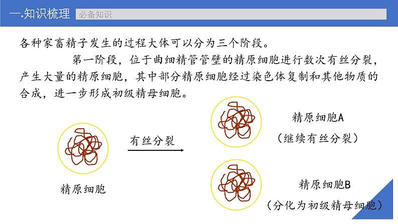 新高考生物一轮复习考点课件第56讲 胚胎工程（含解析）第8页