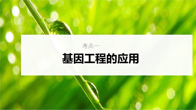 新高考生物一轮复习考点课件第58讲 基因工程的应用和蛋白质工程（含解析）第5页