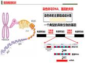 新高考生物二轮复习热点专题专项突破课件 专题三+细胞的分裂（含答案）
