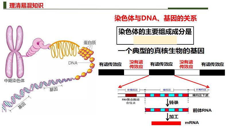 新高考生物二轮复习热点专题专项突破课件 专题三+细胞的分裂（含答案）05