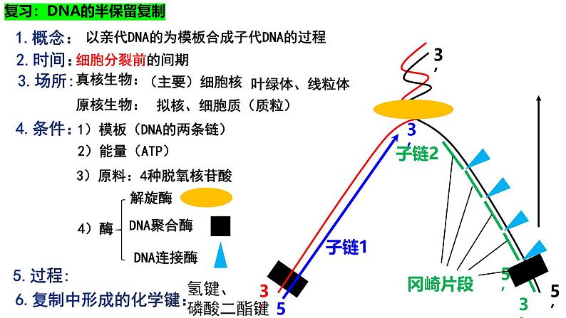 新高考生物二轮复习热点专题专项突破课件 专题三+细胞的分裂（含答案）07