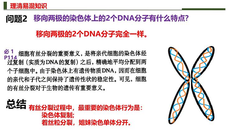 新高考生物二轮复习热点专题专项突破课件 专题三+细胞的分裂（含答案）08