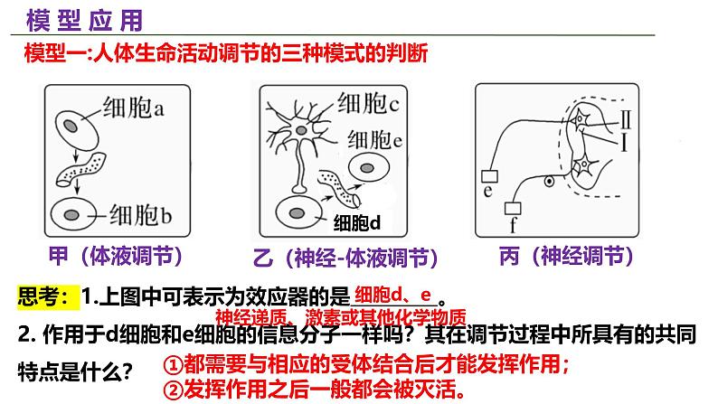 新高考生物二轮复习热点专题专项突破课件 专题五+个体生命活动的调节（含答案）04