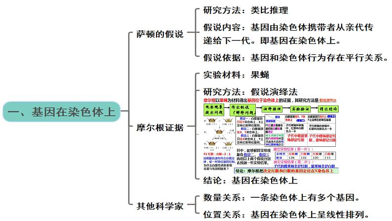 新高考生物二轮复习热点专题专项突破课件 专题一0三 孟德尔遗传定律及应用（含答案）第5页