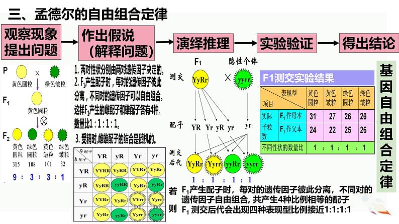 新高考生物二轮复习热点专题专项突破课件 专题一0三 孟德尔遗传定律及应用（含答案）第8页