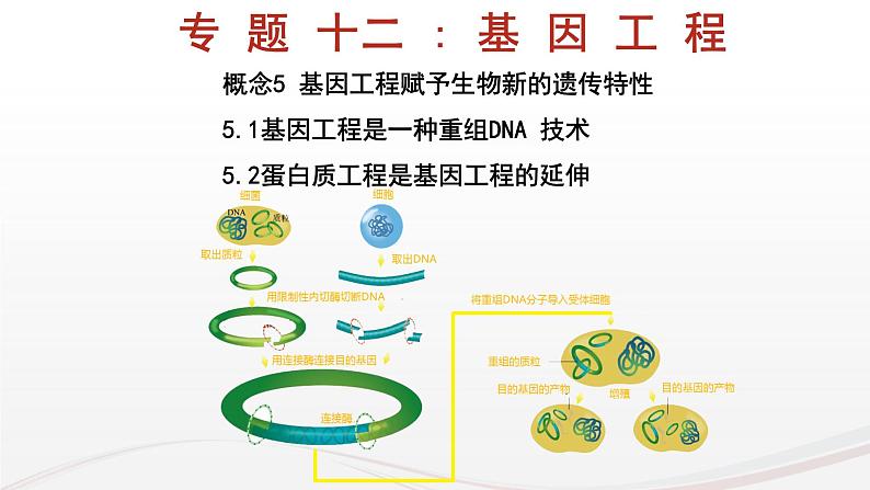 新高考生物二轮复习热点专题专项突破课件 专题一0二+基因工程(含PCR和电泳视频)（含答案）01