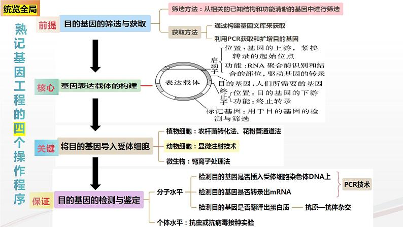 新高考生物二轮复习热点专题专项突破课件 专题一0二+基因工程(含PCR和电泳视频)（含答案）02