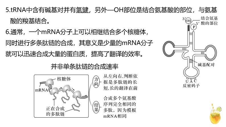 新高考生物二轮复习热点专题专项突破课件 专题一0四 遗传的分子基础、变异与进化（含答案）第6页