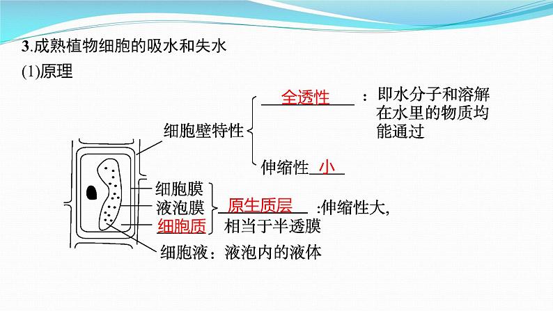 新高考生物一轮复习课件：第6讲　物质跨膜运输的方式（含解析）第5页