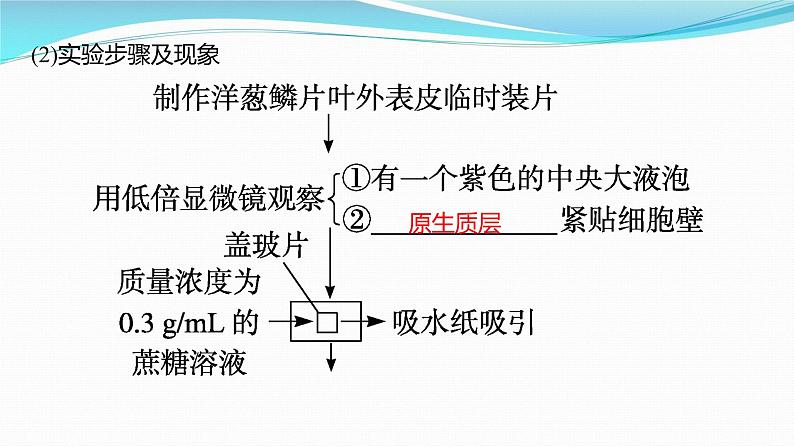 新高考生物一轮复习课件：第6讲　物质跨膜运输的方式（含解析）第6页