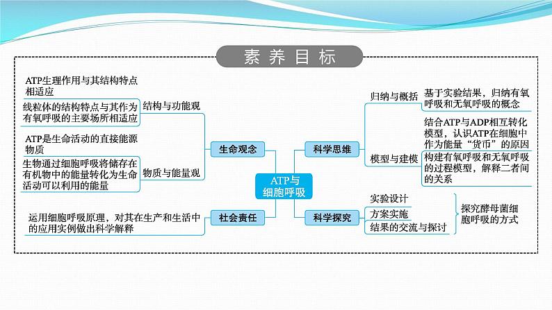 新高考生物一轮复习课件：第8讲　ATP与细胞呼吸（含解析）02