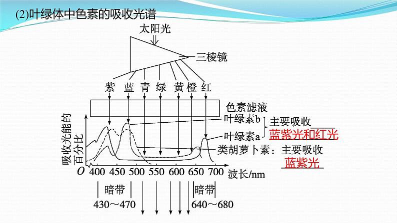 新高考生物一轮复习课件：第9讲　光合作用与能量转化（含解析）第7页