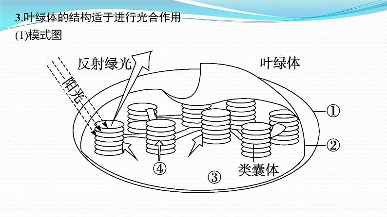 新高考生物一轮复习课件：第9讲　光合作用与能量转化（含解析）第8页