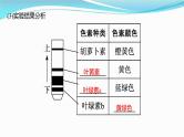 新高考生物一轮复习课件：第9讲　光合作用与能量转化（含解析）
