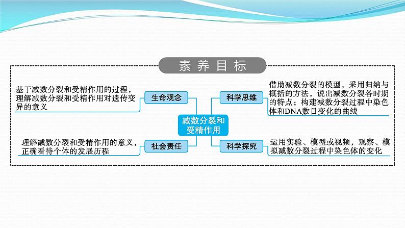 新高考生物一轮复习课件：第12讲　减数分裂和受精作用（含解析）第2页