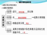 新高考生物一轮复习课件：第12讲　减数分裂和受精作用（含解析）