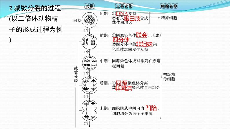 新高考生物一轮复习课件：第12讲　减数分裂和受精作用（含解析）第8页