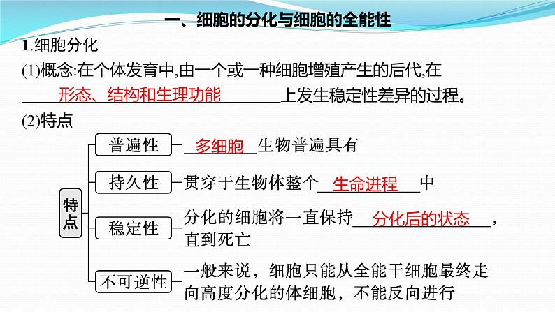 新高考生物一轮复习课件：第13讲　细胞的分化、衰老和死亡（含解析）第4页