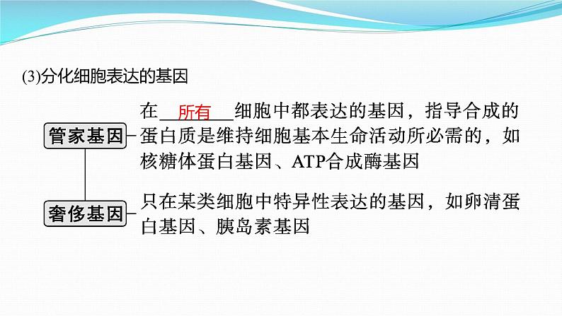 新高考生物一轮复习课件：第13讲　细胞的分化、衰老和死亡（含解析）第5页