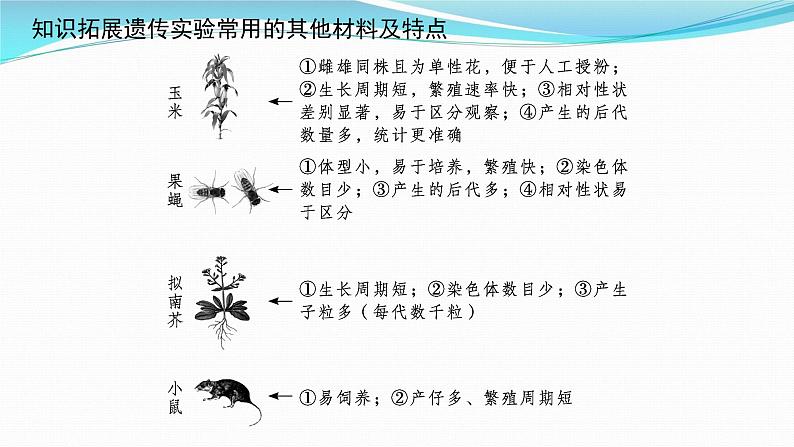 新高考生物一轮复习课件：第14讲　孟德尔的豌豆杂交实验(一)（含解析）第4页