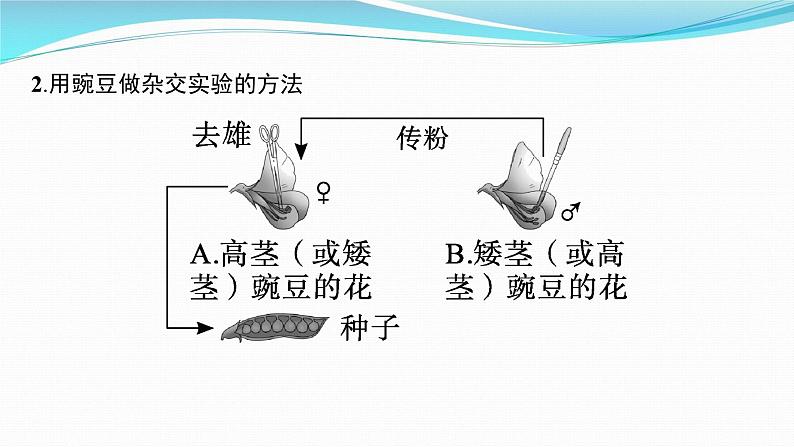 新高考生物一轮复习课件：第14讲　孟德尔的豌豆杂交实验(一)（含解析）第5页