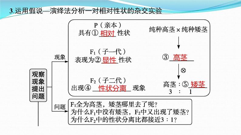 新高考生物一轮复习课件：第14讲　孟德尔的豌豆杂交实验(一)（含解析）第7页