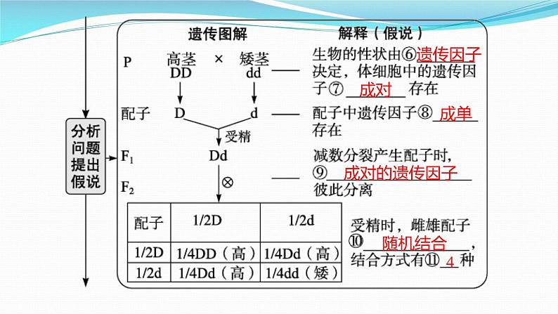 新高考生物一轮复习课件：第14讲　孟德尔的豌豆杂交实验(一)（含解析）第8页