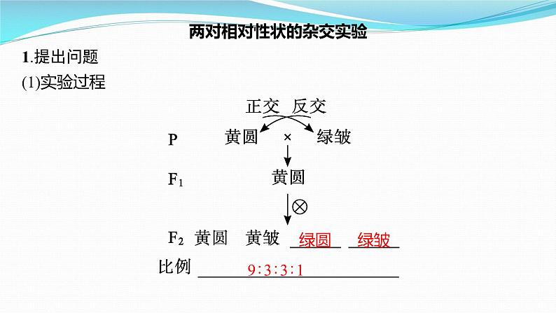 新高考生物一轮复习课件：第15讲　孟德尔的豌豆杂交实验(二)（含解析）第4页