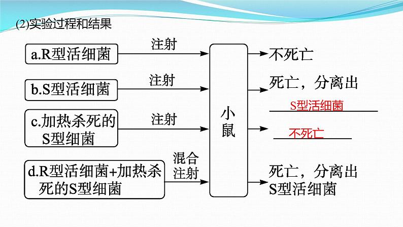 新高考生物一轮复习课件：第17讲　DNA是主要的遗传物质（含解析）第4页