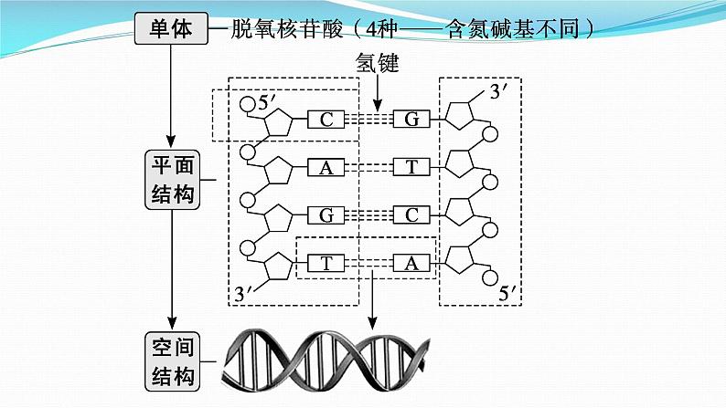 新高考生物一轮复习课件：第18讲　DNA的结构和复制基因通常是有遗传效应的DNA片段（含解析）第4页