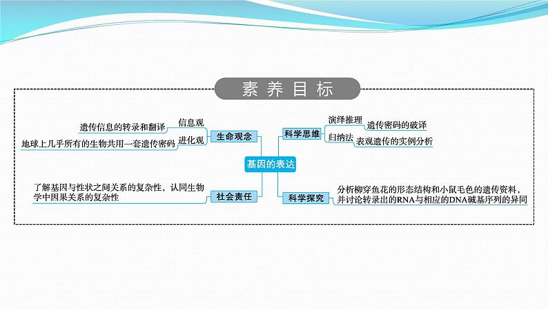 新高考生物一轮复习课件：第19讲　基因的表达（含解析）第2页