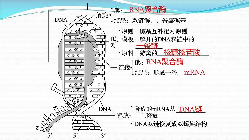 新高考生物一轮复习课件：第19讲　基因的表达（含解析）第6页