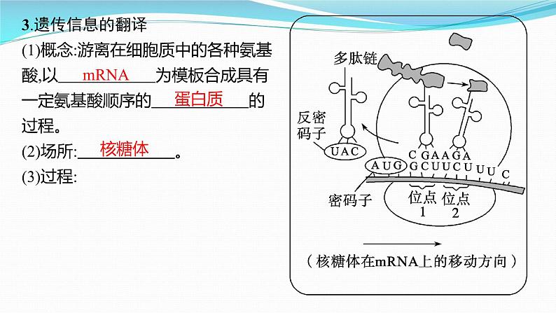 新高考生物一轮复习课件：第19讲　基因的表达（含解析）第8页