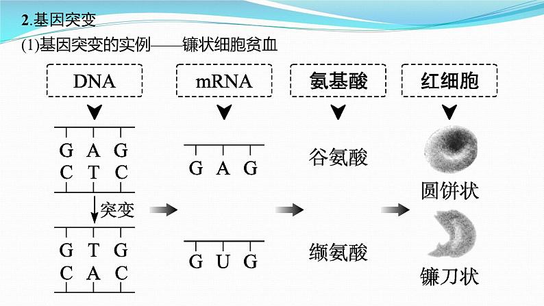 新高考生物一轮复习课件：第20讲　基因突变、基因重组（含解析）05