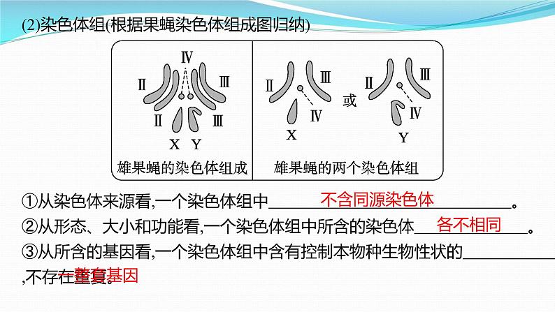 新高考生物一轮复习课件：第21讲　染色体变异与育种（含解析）第4页