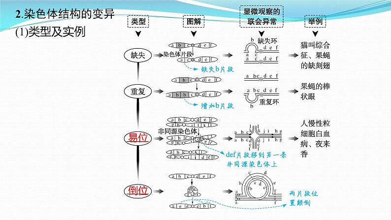 新高考生物一轮复习课件：第21讲　染色体变异与育种（含解析）第8页