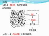 新高考生物一轮复习课件：第23讲　人体的内环境与稳态（含解析）
