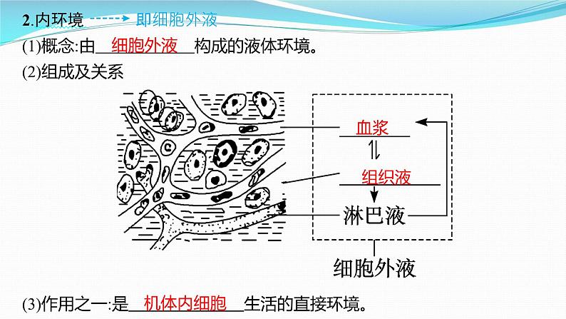 新高考生物一轮复习课件：第23讲　人体的内环境与稳态（含解析）第4页