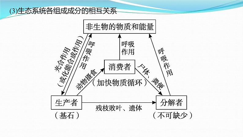 新高考生物一轮复习课件：第30讲　生态系统的结构、能量流动（含解析）05