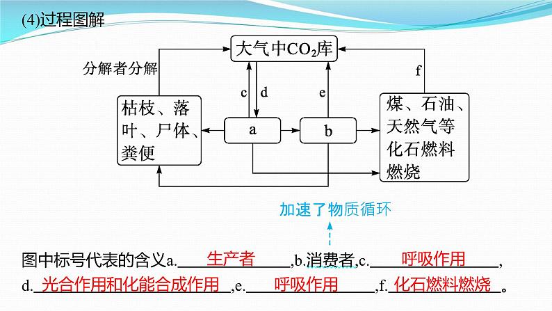 新高考生物一轮复习课件：第31讲　生态系统的物质循环、信息传递及其稳定性（含解析）第5页