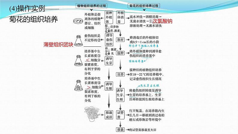 新高考生物一轮复习课件：第35讲　细胞工程（含解析）08