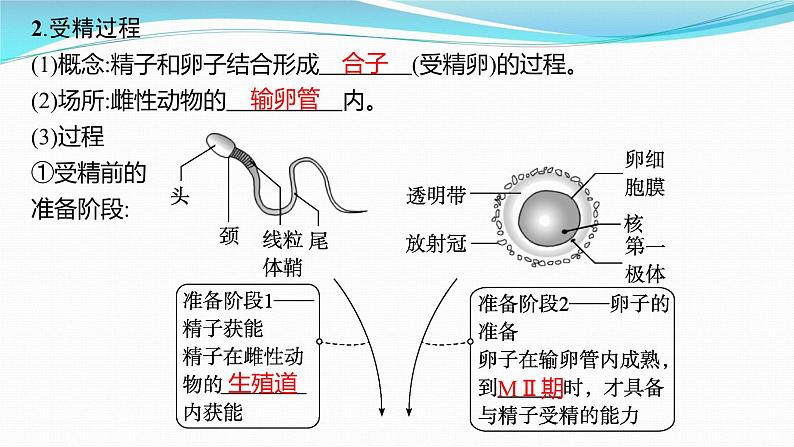 新高考生物一轮复习课件：第36讲　胚胎工程及生物技术的安全性与伦理问题（含解析）第4页